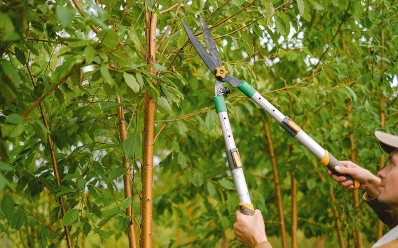 Tree trimming in Kanawha, IA